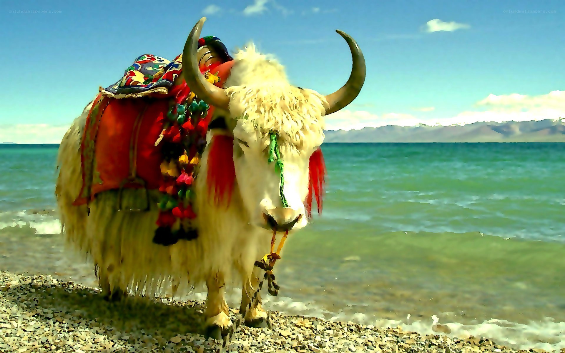 Yak by a lake