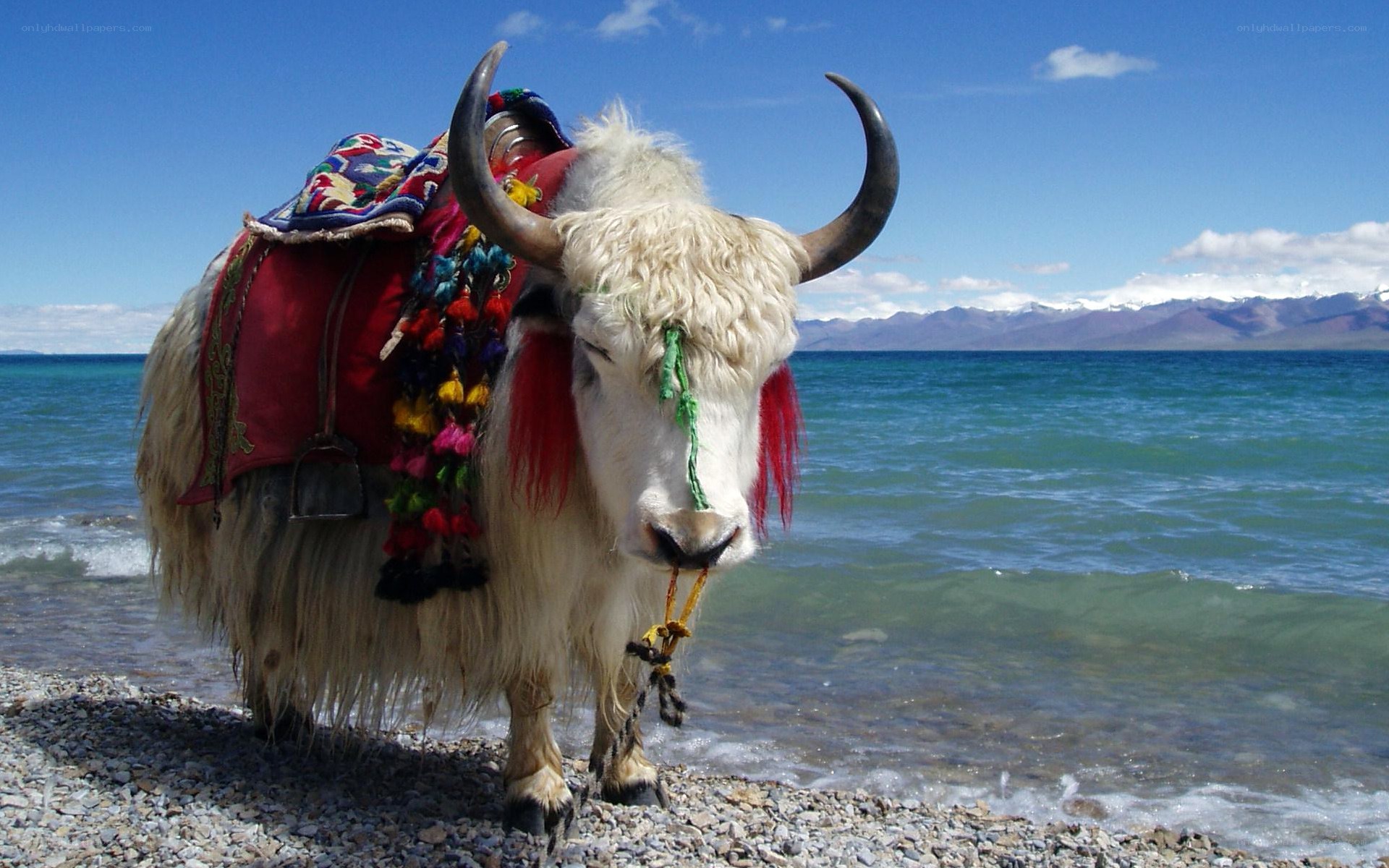 Yak by a lake