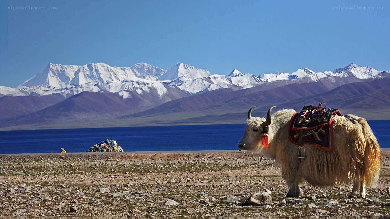 Yak by a mountain lake