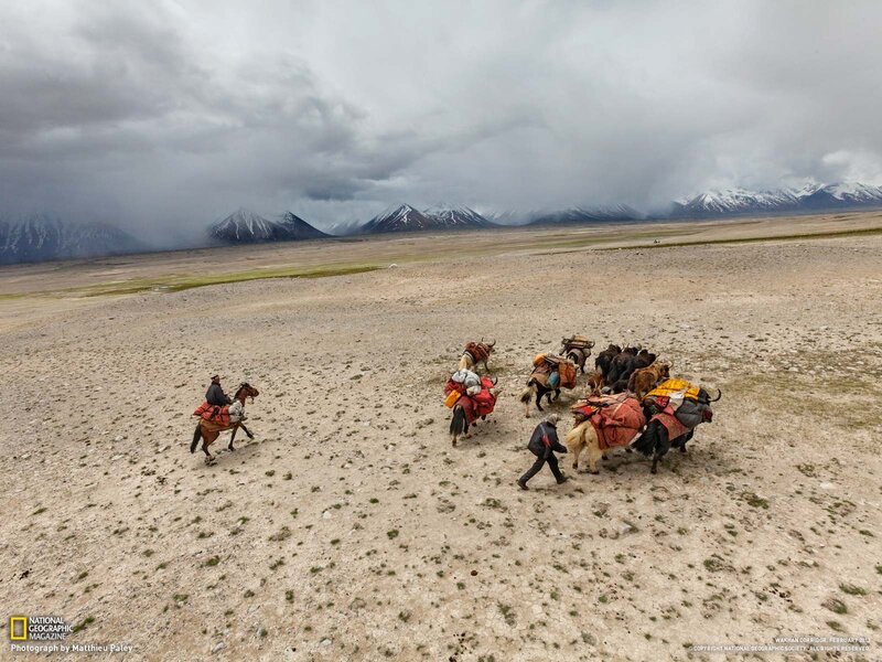 Yak Caravan in Desert