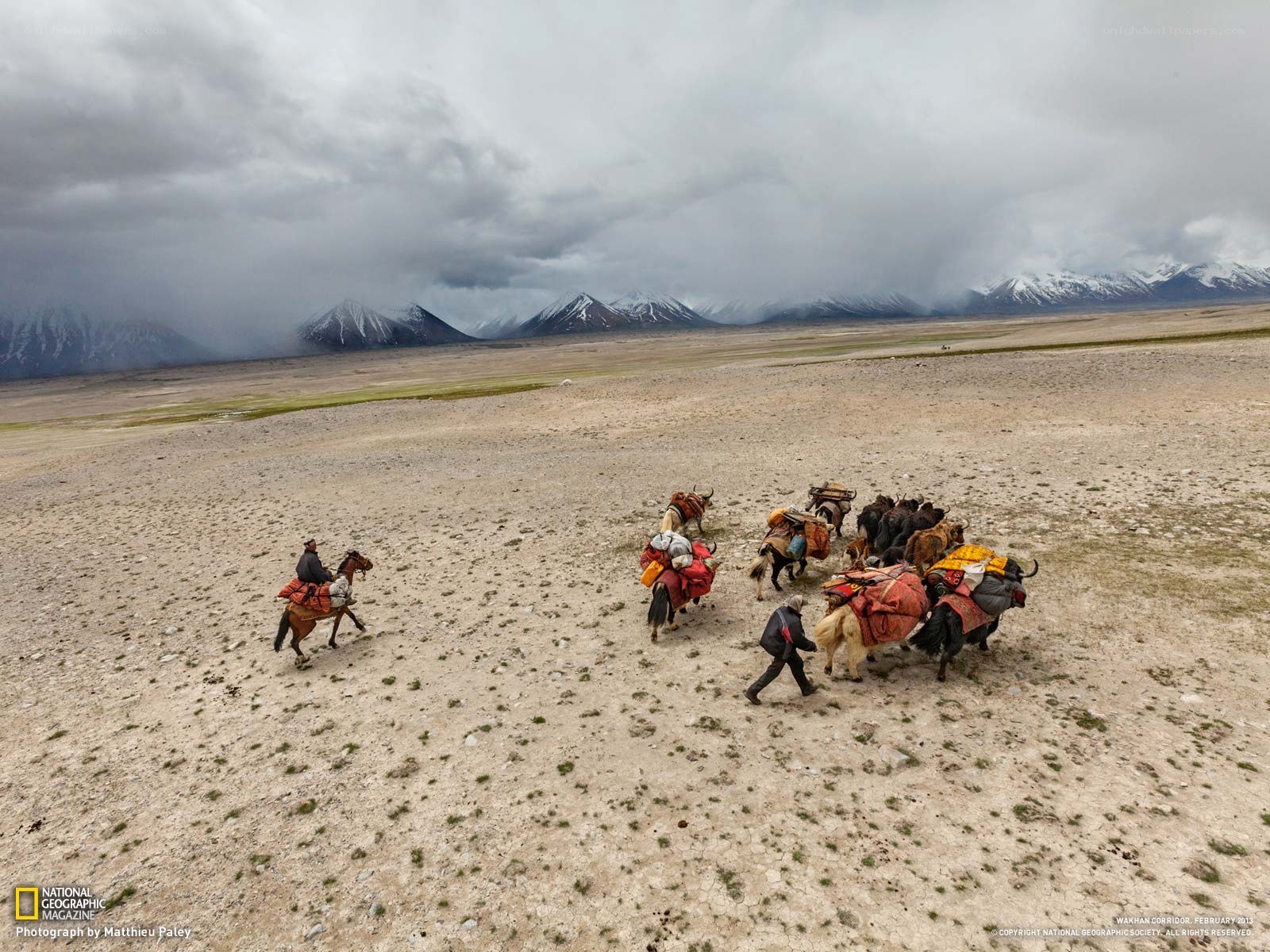 Yak caravan in the mountains