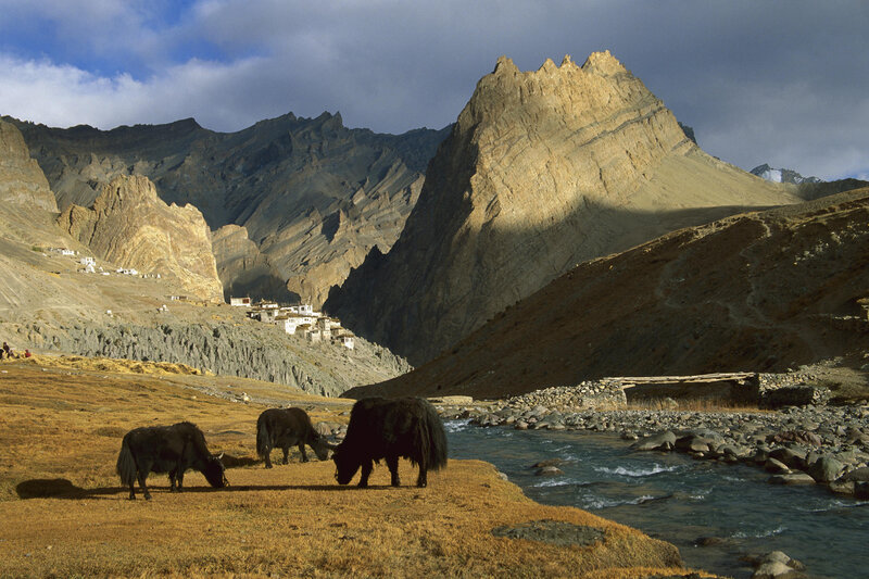 Yak grazing in mountain valley
