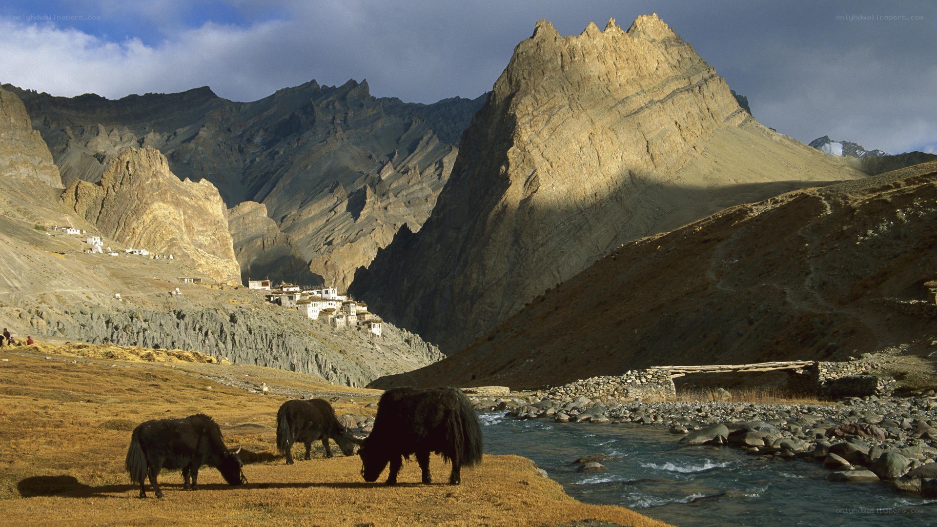 Yak grazing in mountain valley