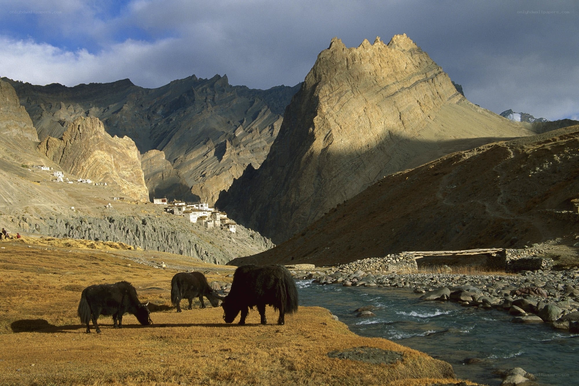 Yak grazing in mountain valley
