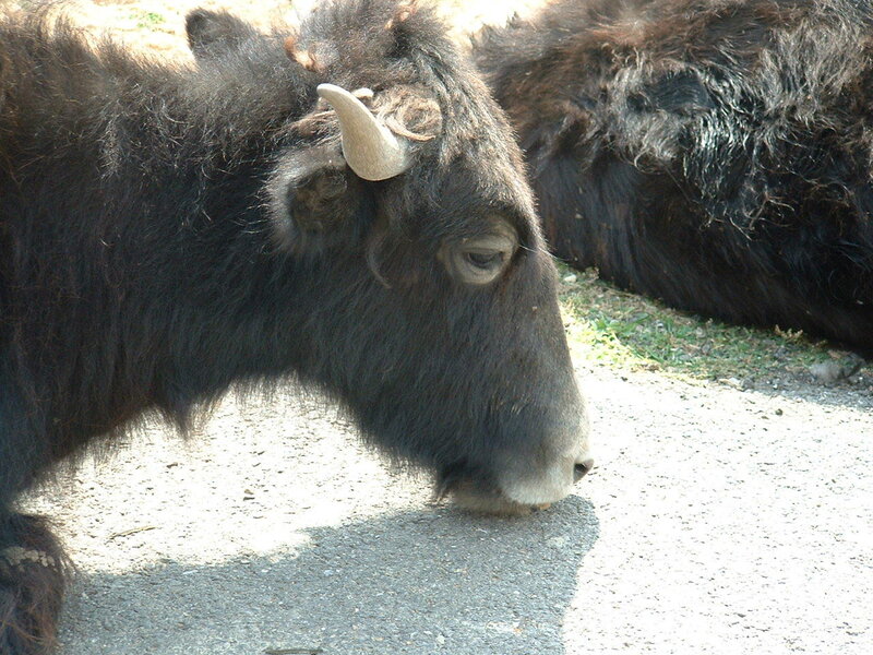 yak grazing on pavement