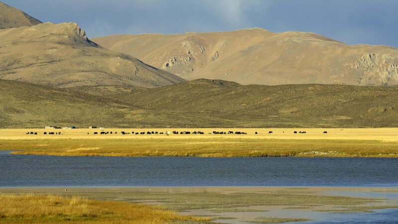 yak herd by lake in mountains