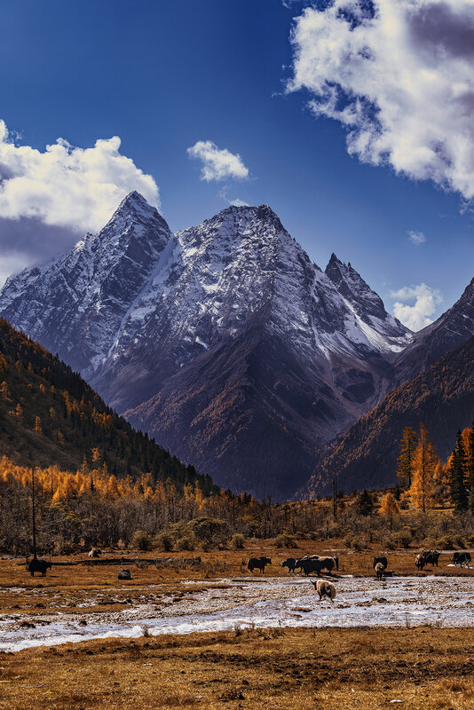 Yak Herd in Valley