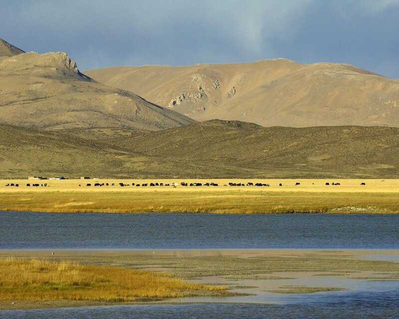 Yak herd near mountain lake