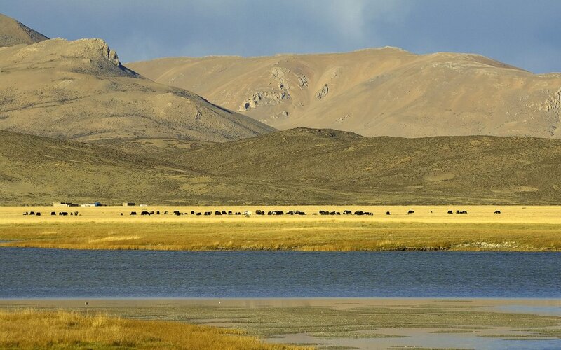 Yak herd on a grassy plain