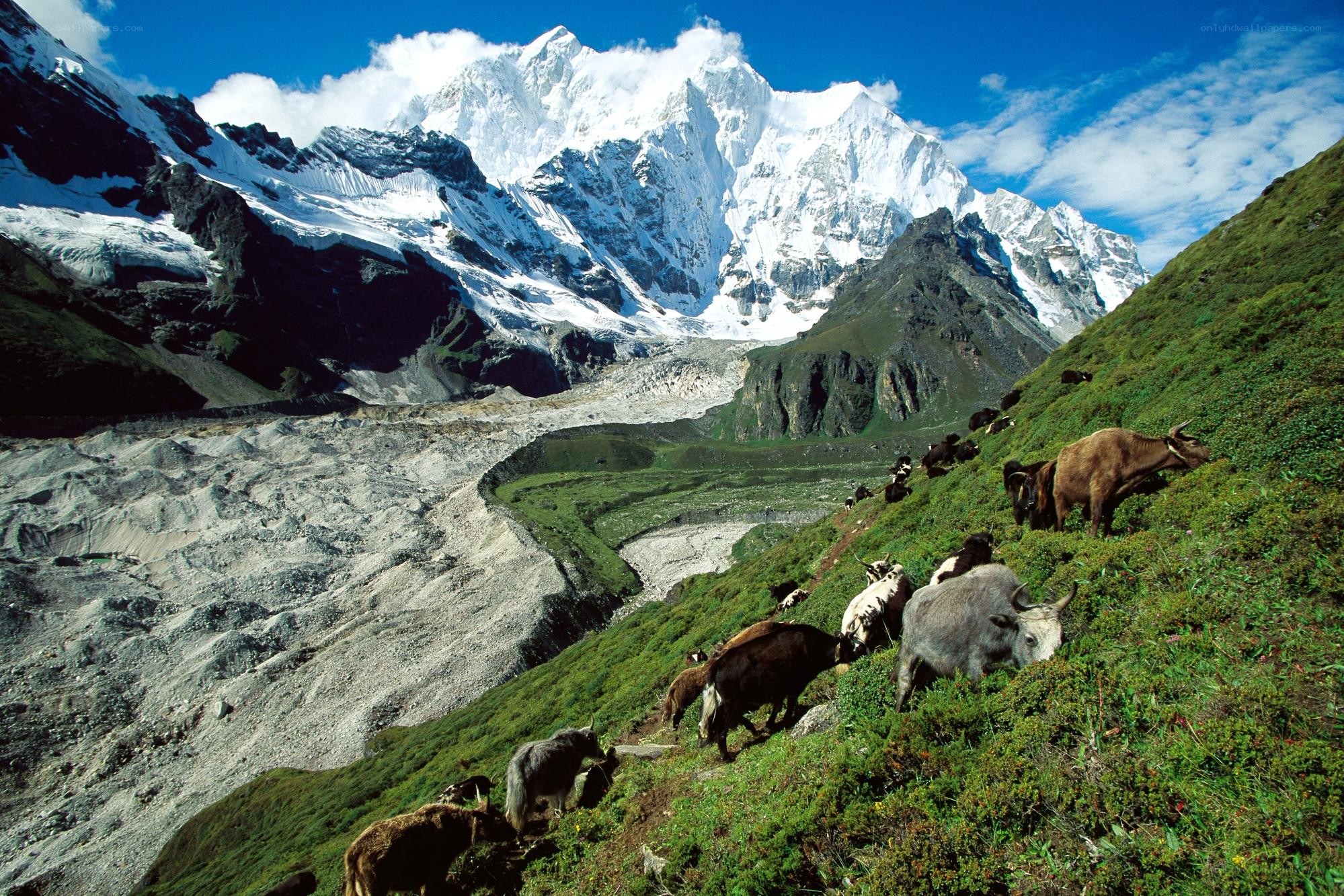 Yak herd on a mountain slope