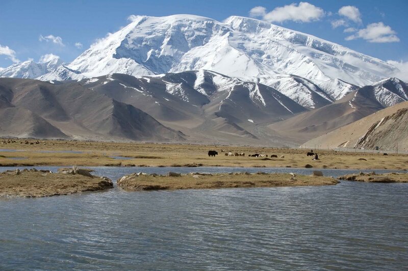 Yak Herd on Plain