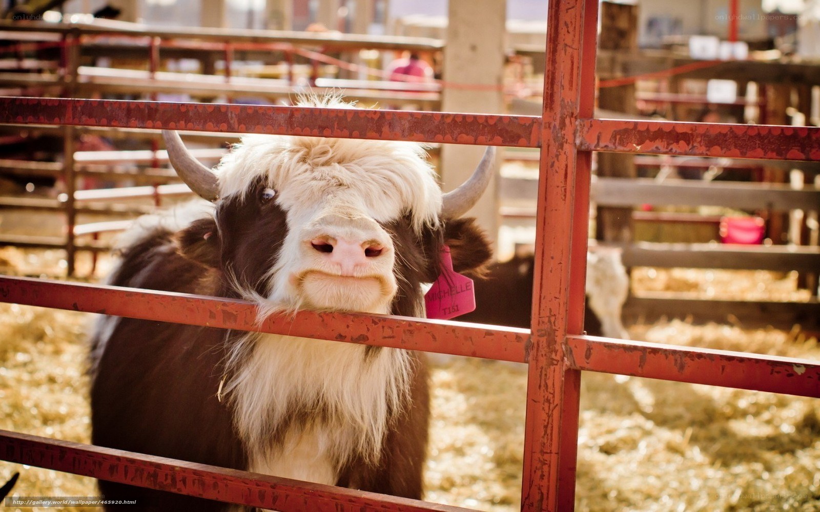 yak in a pen at fair