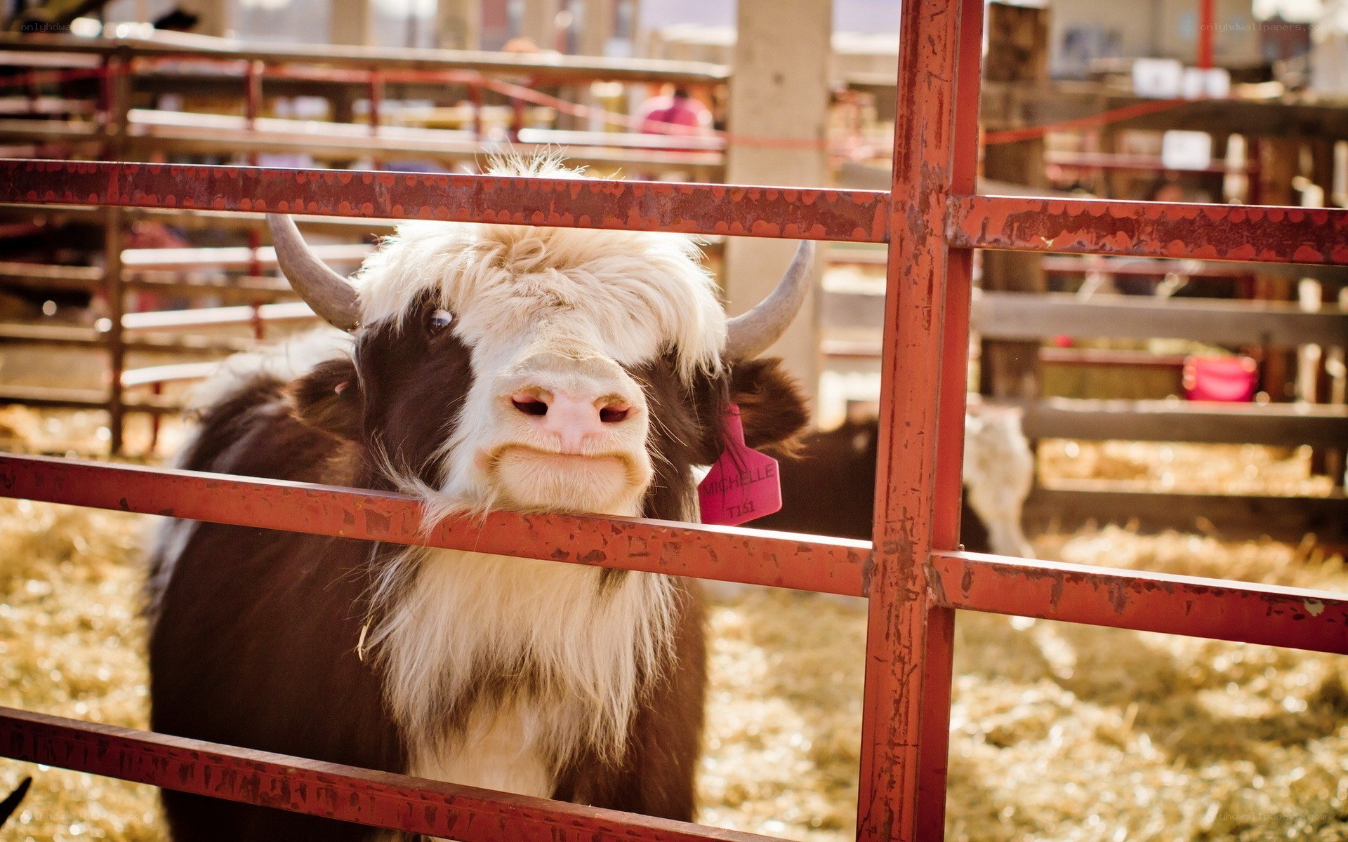 yak in a red pen