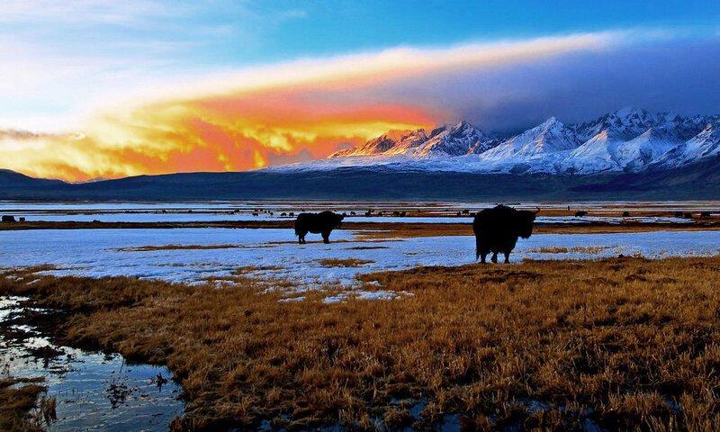 Yak in Snowy Field