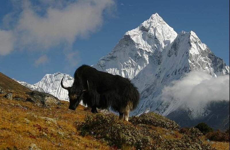 Yak in the Himalayas