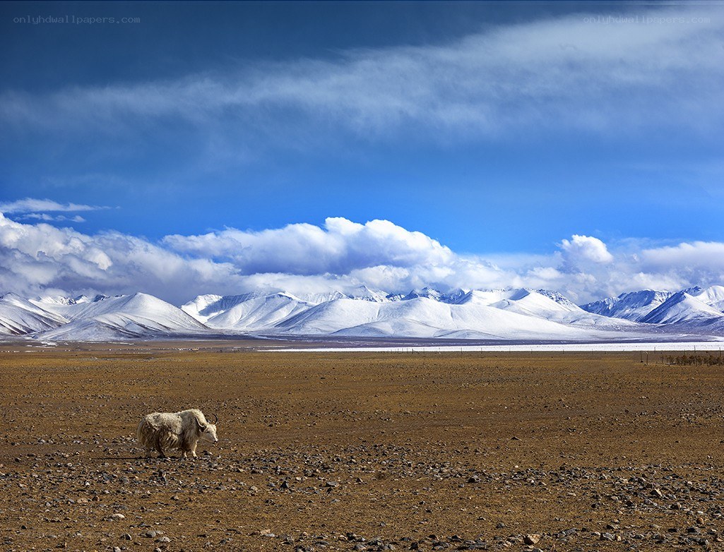 Yak on a Tibetan plateau