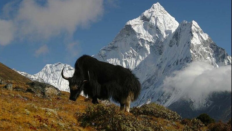 Yak on Mountain Slope