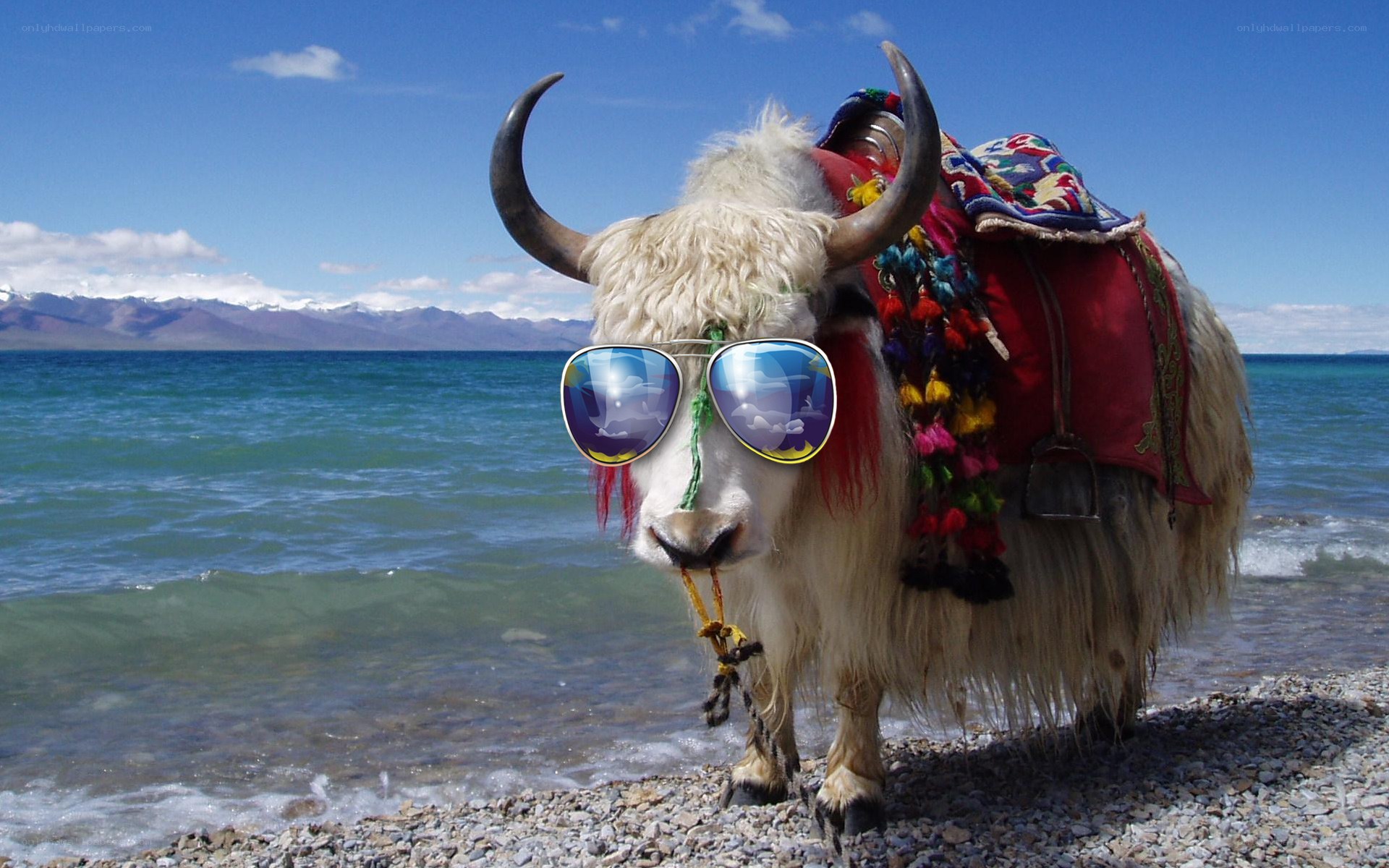 yak wearing sunglasses by lake