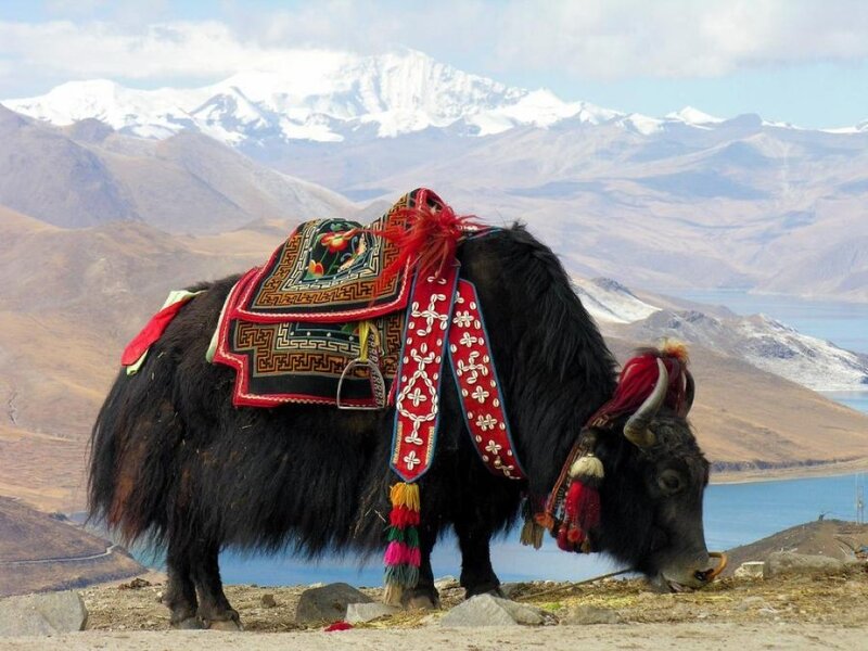 Yak with Ornate Saddle