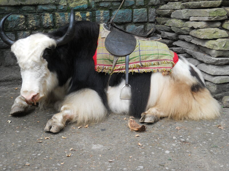Yak with Saddle