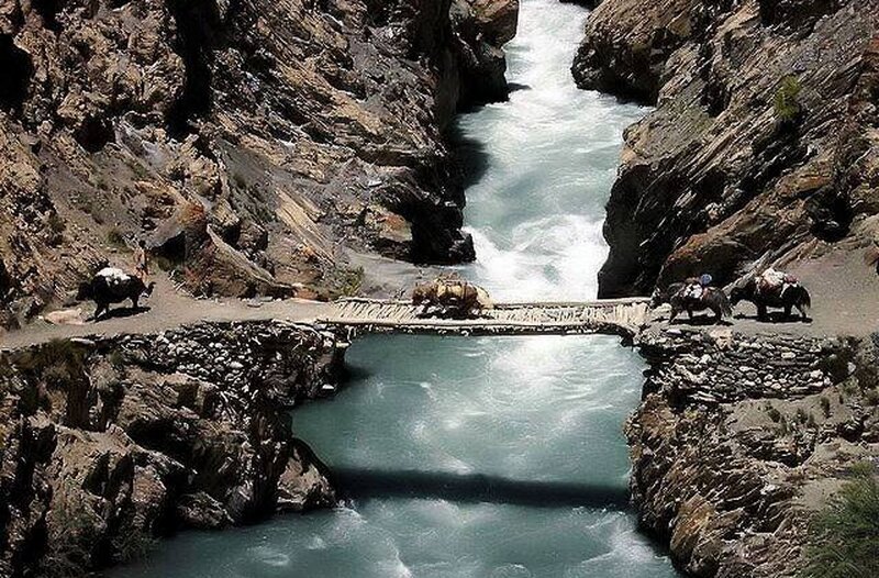 Yaks Crossing Bridge