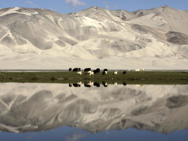 Yaks grazing by a lake