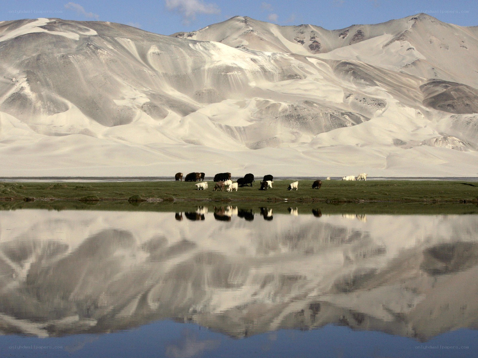 Yaks grazing by a lake