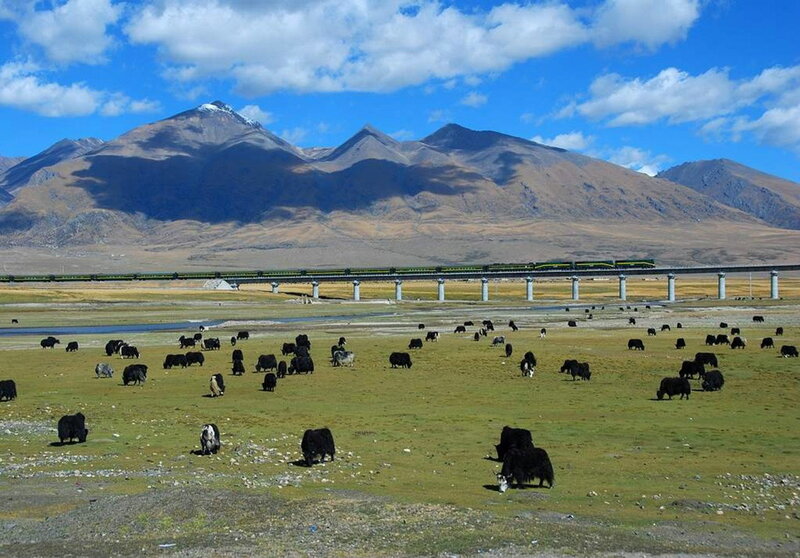 Yaks Grazing in Field
