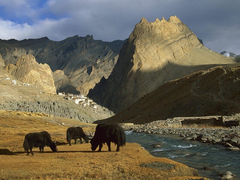 Yaks grazing in mountain valley