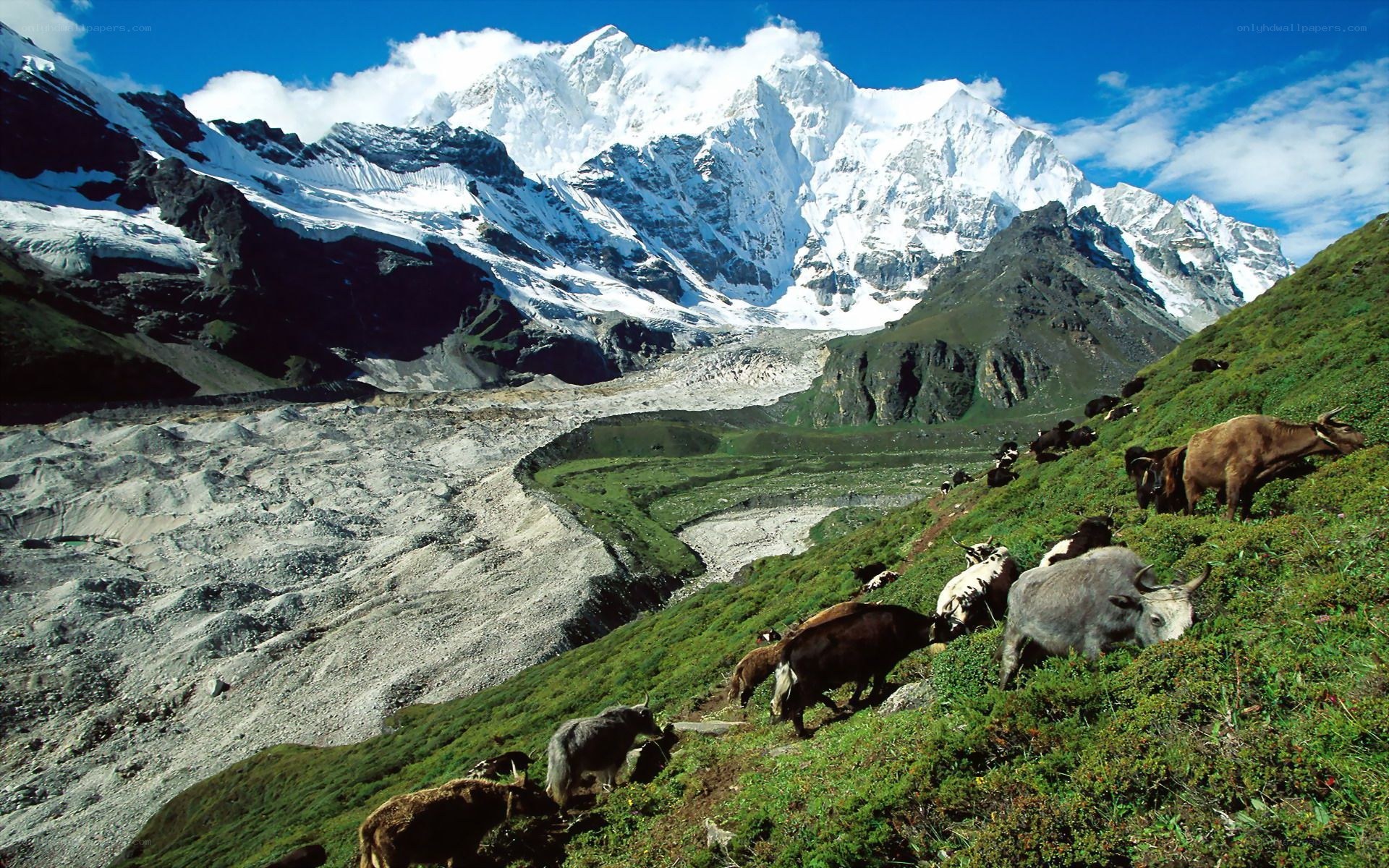 Yaks grazing in mountain valley