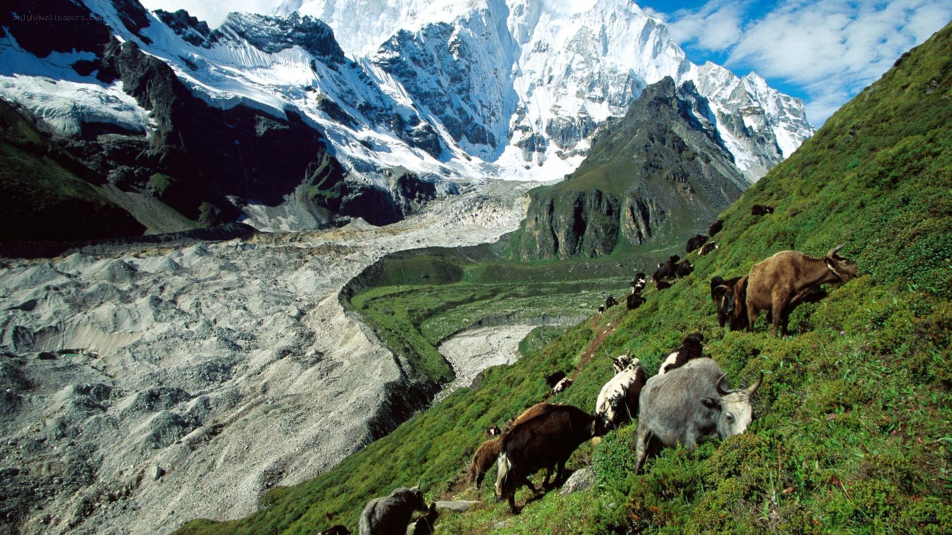 Yaks grazing in mountain valley