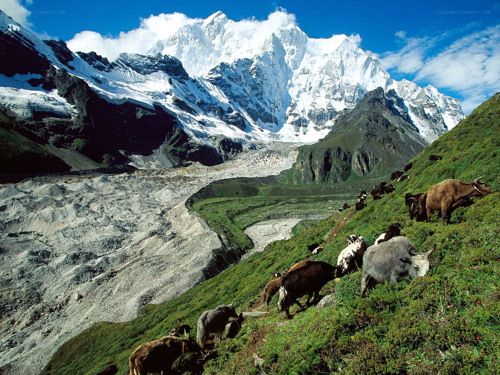 Yaks grazing in mountain valley