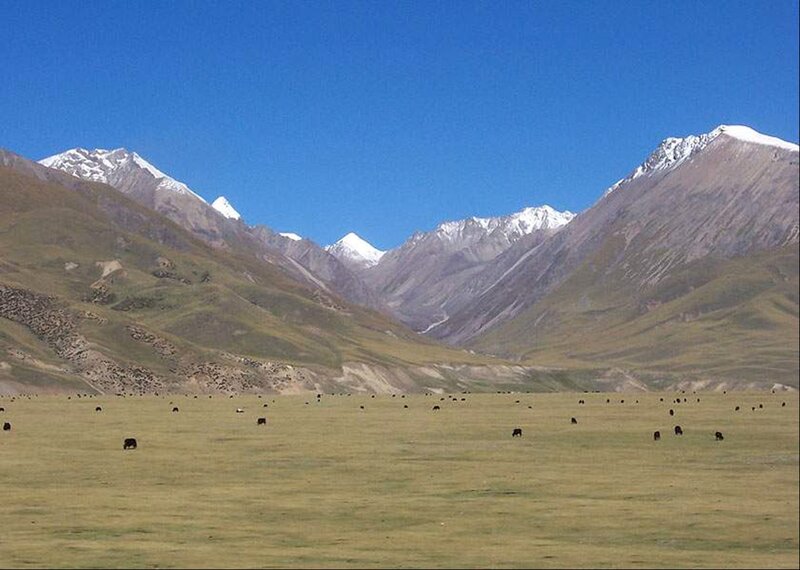 Yaks Grazing in Valley