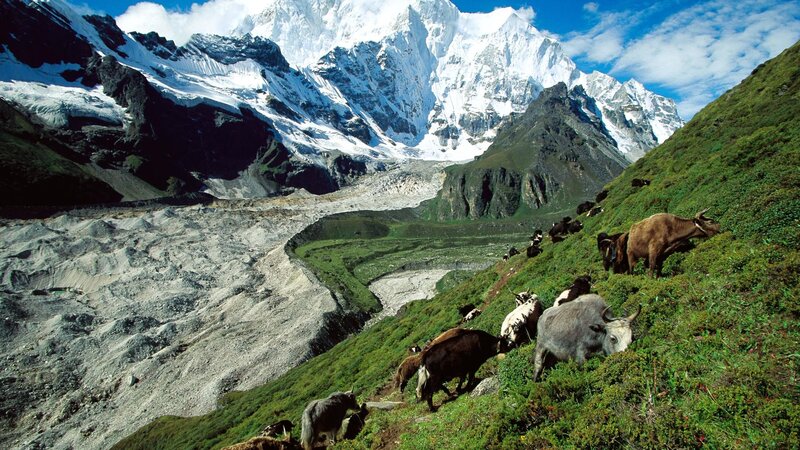 Yaks Grazing on Hillside — Green, Serene, Afternoon