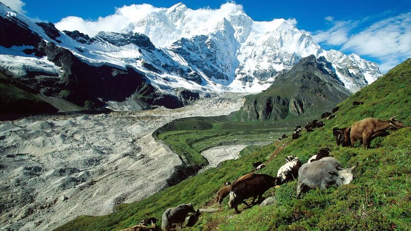 Yaks Grazing on Hillside — Green
