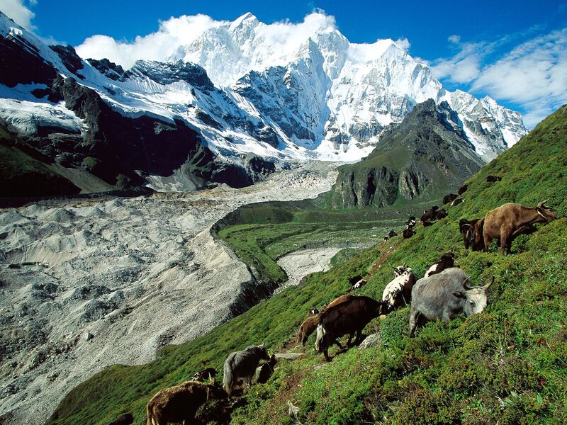 Yaks Grazing on Mountainside — Green, Serene