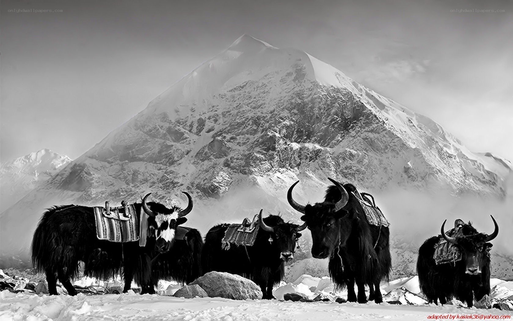 Yaks in the Himalayas