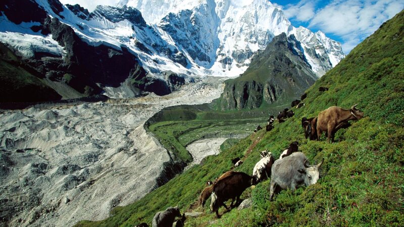 Yaks on a Mountain Slope