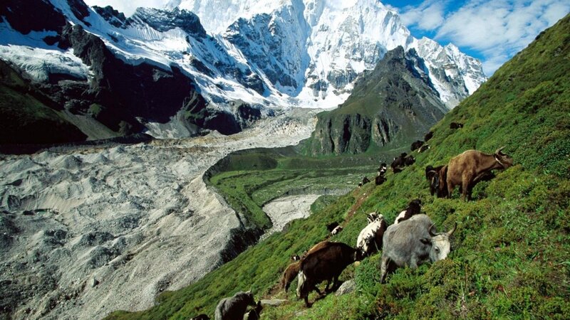 Yaks on a Mountainside