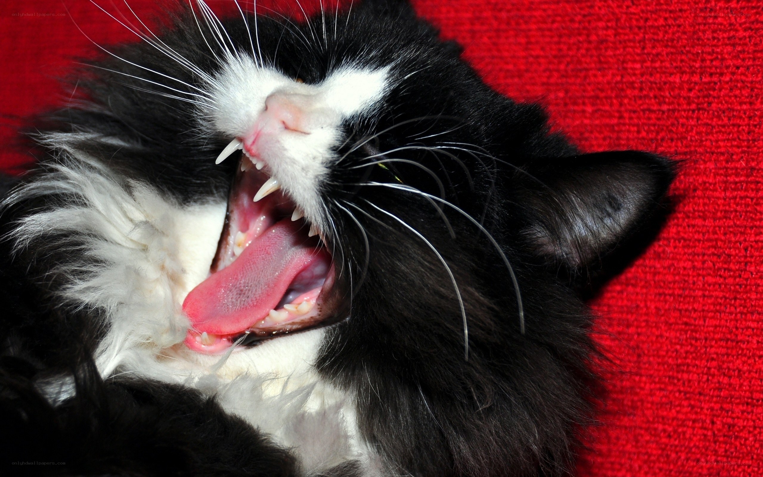 yawning black and white cat
