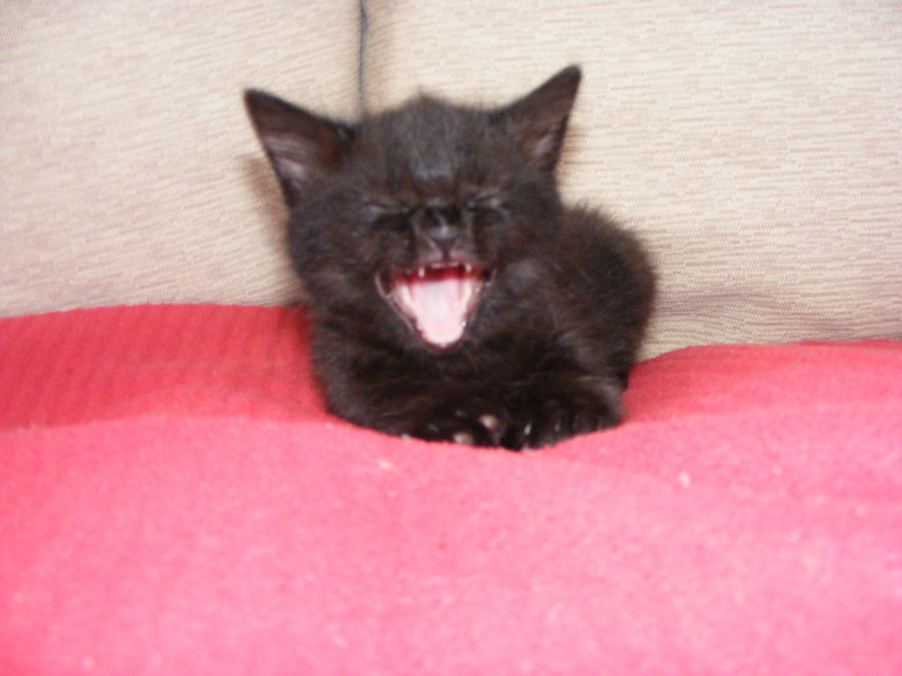yawning black kitten