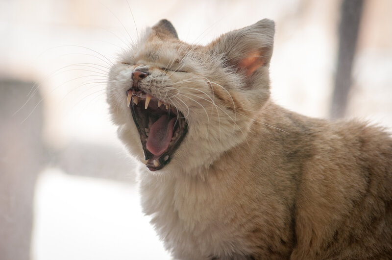 Yawning Cat — Beige