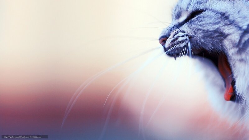 Yawning Cat — Gray
