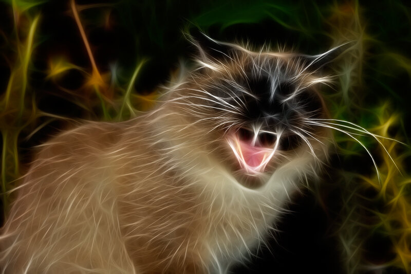 Yawning Cat in Grass