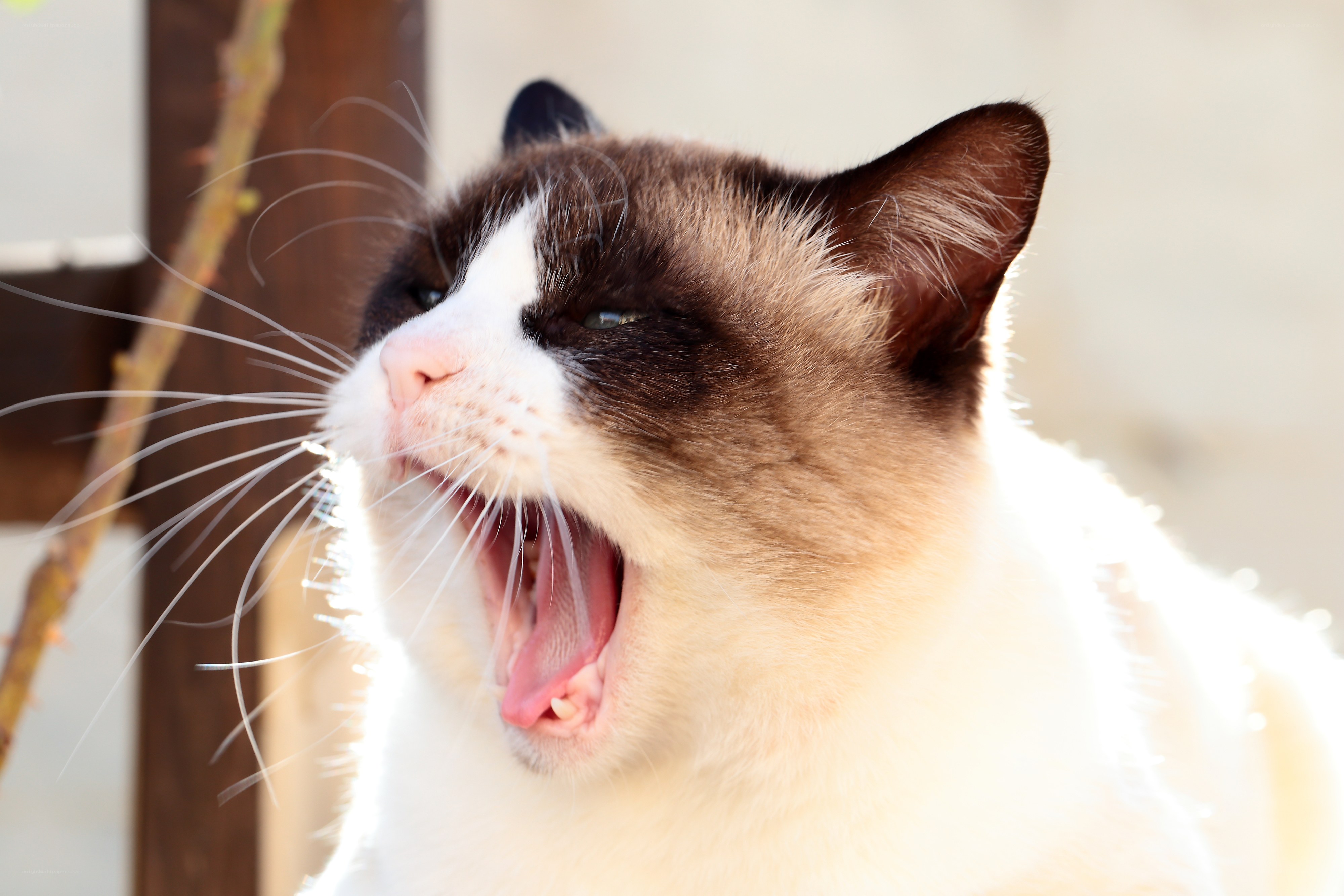 yawning cat in sunlight
