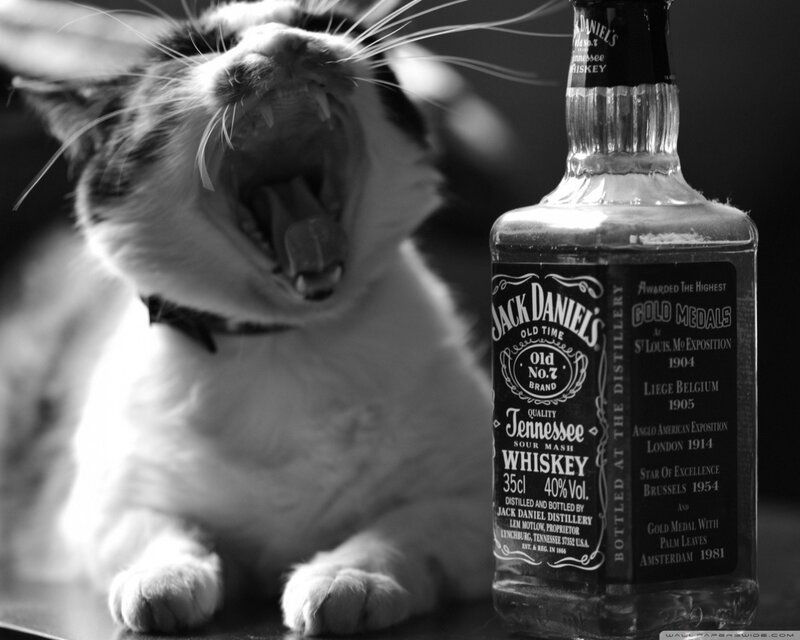 Yawning Cat Next to Bottle — Black, Dramatic, Photograph, Whiskey Bottle, Collar