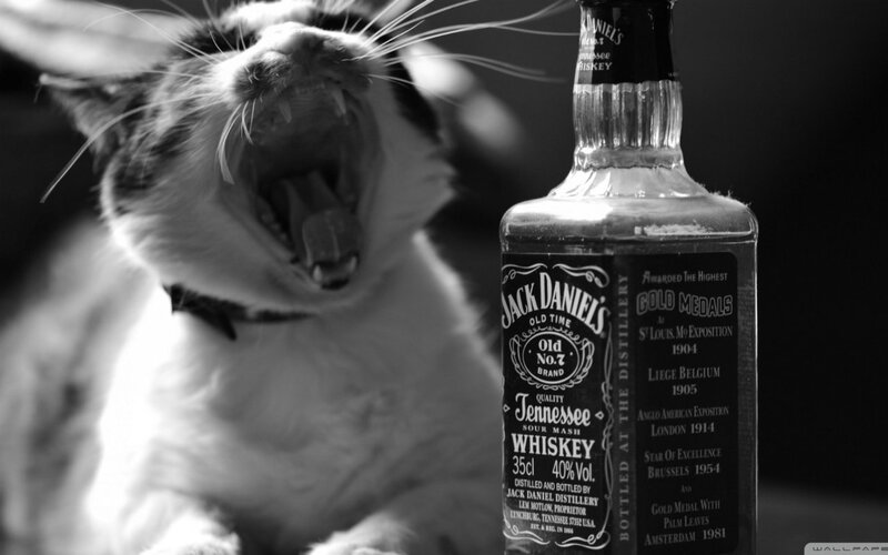 Yawning Cat Next to Bottle — Black, Dramatic