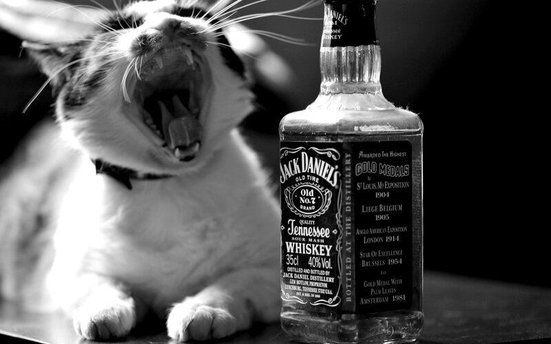 Yawning Cat Next to Bottle — Black