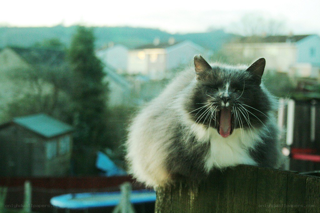 yawning cat on a fence