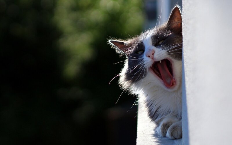 yawning cat on a wall